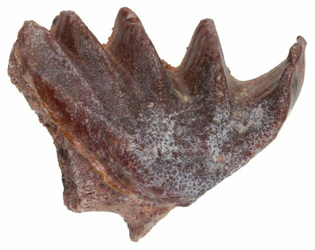 Cretaceous Lungfish (Ceratodus) Tooth Plate #58351